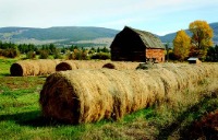 Picture of a field of hay and barn