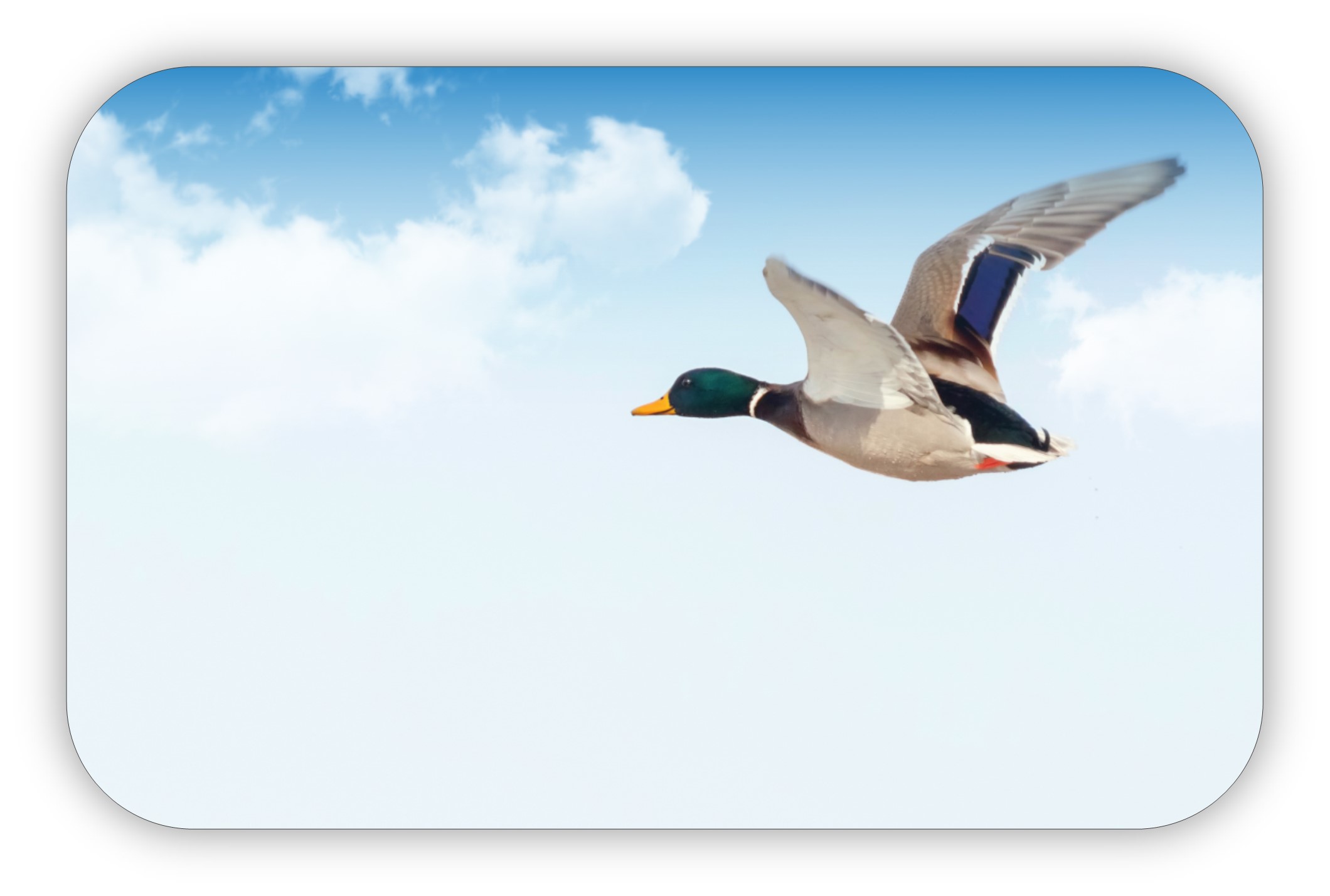 Mallard duck flying in the sky in front of puffy, white clouds.