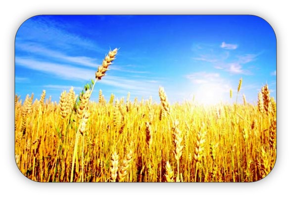 Golden wheat field with a bright blue sky and clouds.