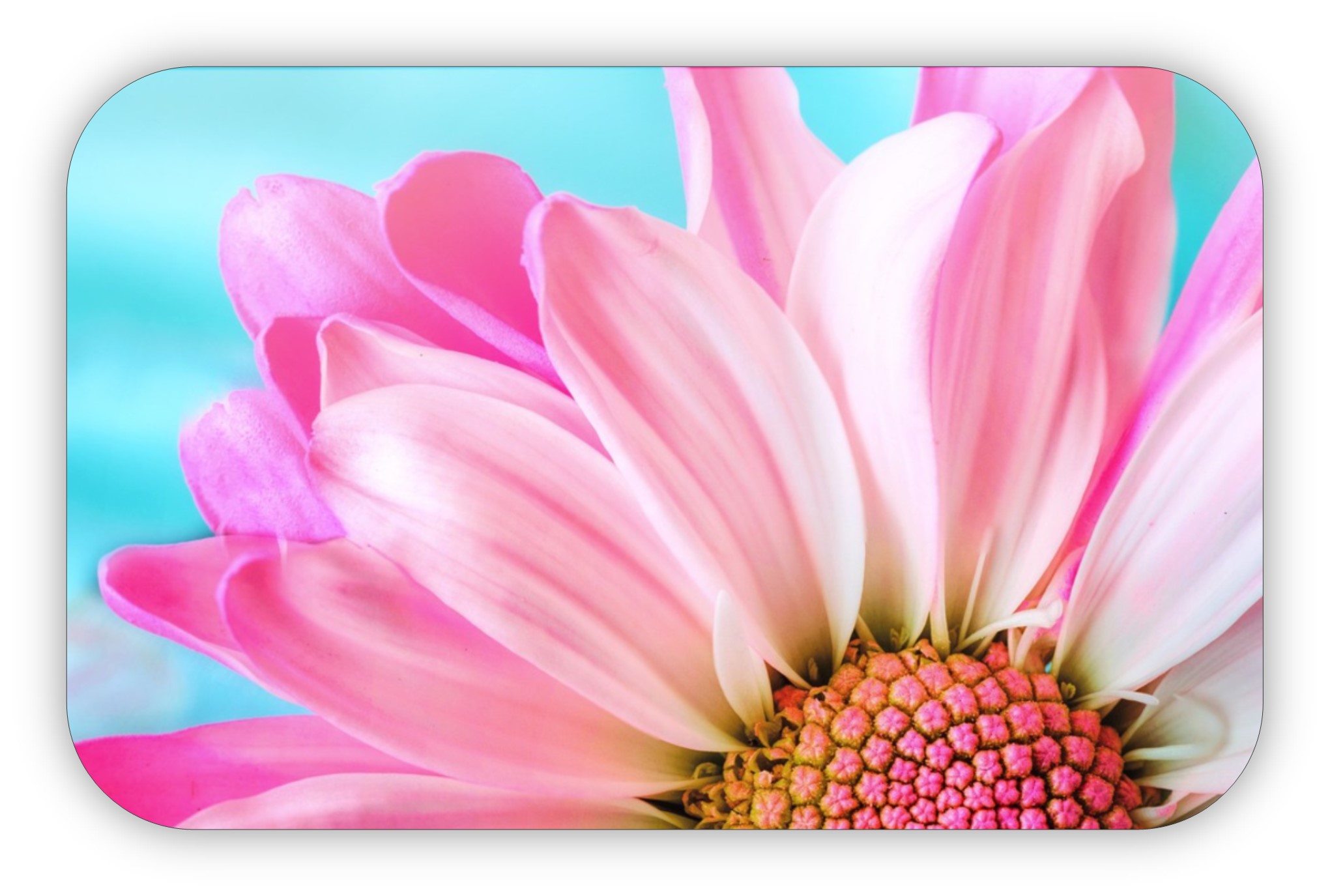 Close-up of a bright pink flower on a teal background.