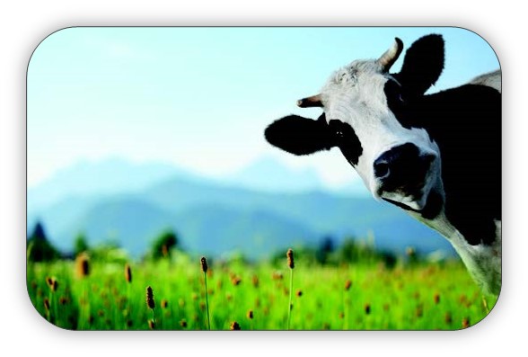 Face of a cow looking directly at you while standing in the middle of a field.