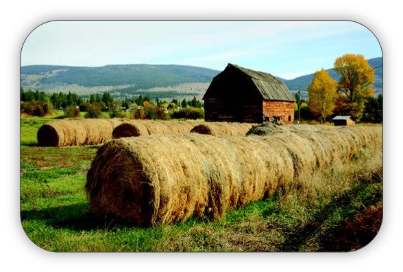 Field of large hay bails and a barn with hills in the distance.