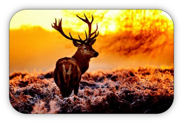 Deer with large antlers standing in a field at sunset.